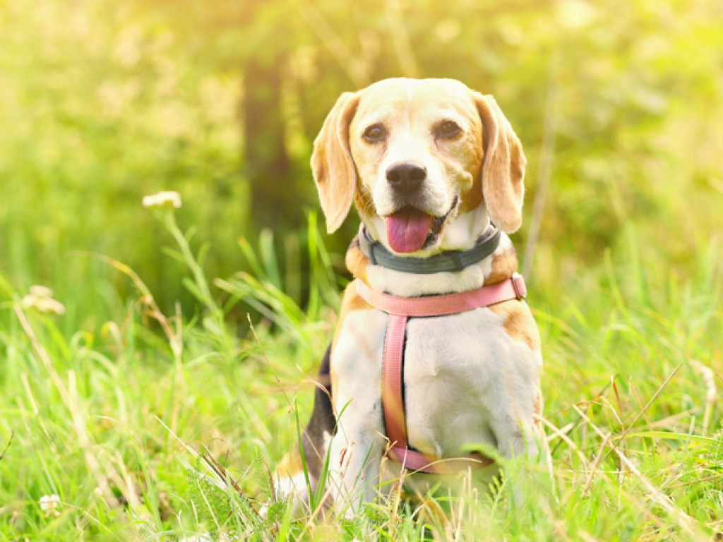 9 Gründe für eine Hundehütte aus Holz - Teil 2