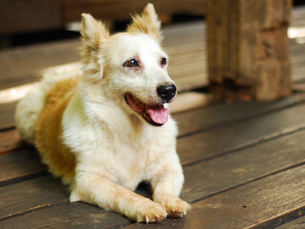 3+1 ok, amiért érdemes teraszt kialakítani a kutyaház elé