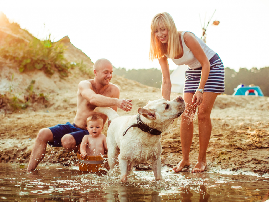 Was ist in der Sommerhitze zu beachten, wenn Ihr Hund weniger als ein Jahr alt ist?