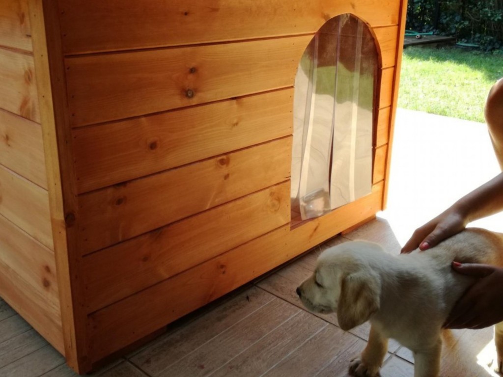 Oldal vagy elöl bejáratos kutyaház? Melyiket válasszam?