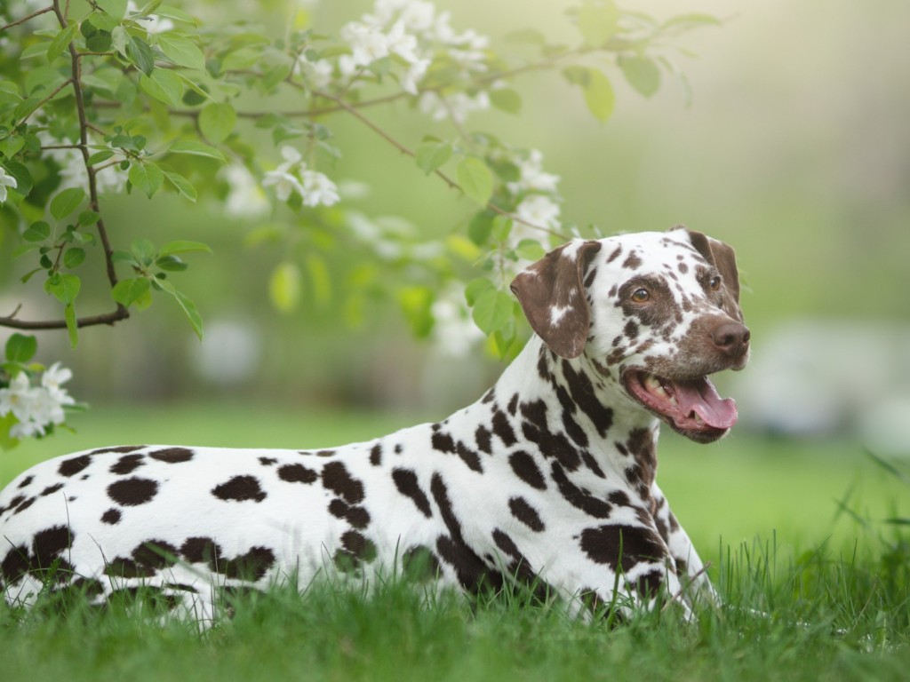 Prémium, extra vagy lux kutyaház - Melyik lesz jó az én kutyámnak?