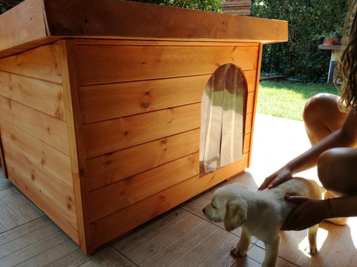 Dexter isolierte Hundehütte